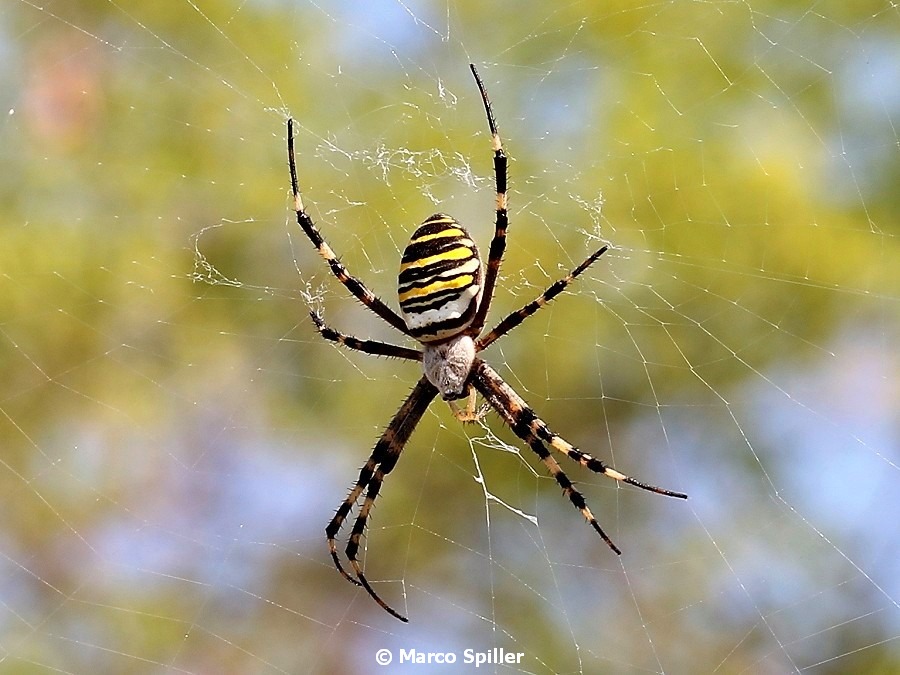 Argiope bruennichi, femmina - Bibione (VE)